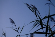 grass_blade