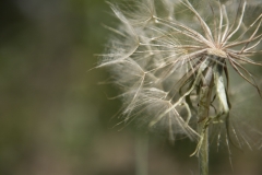 dandylion