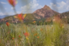 field_of_wildflowers